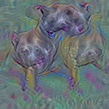 n02092339 Weimaraner